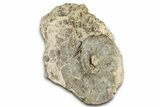 Cretaceous Ammonite (Mammites) Fossil with Brachiopods - Morocco #334941-3
